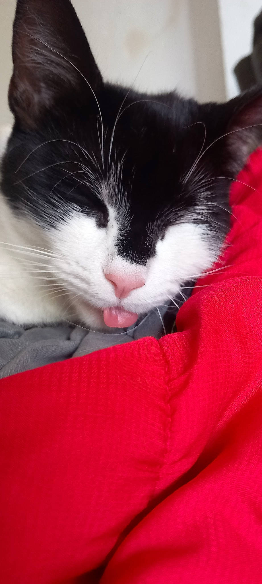 Sticky is registered to the contest to win money with this photo: carmine, carnivore, cat, cat_supply, claw, comfort, domestic_short_haired_cat, felidae, fur, human_leg, lap, linens, nap, paw, sleep, small_to_medium_sized_cats, snout, tail, textile, whiskers