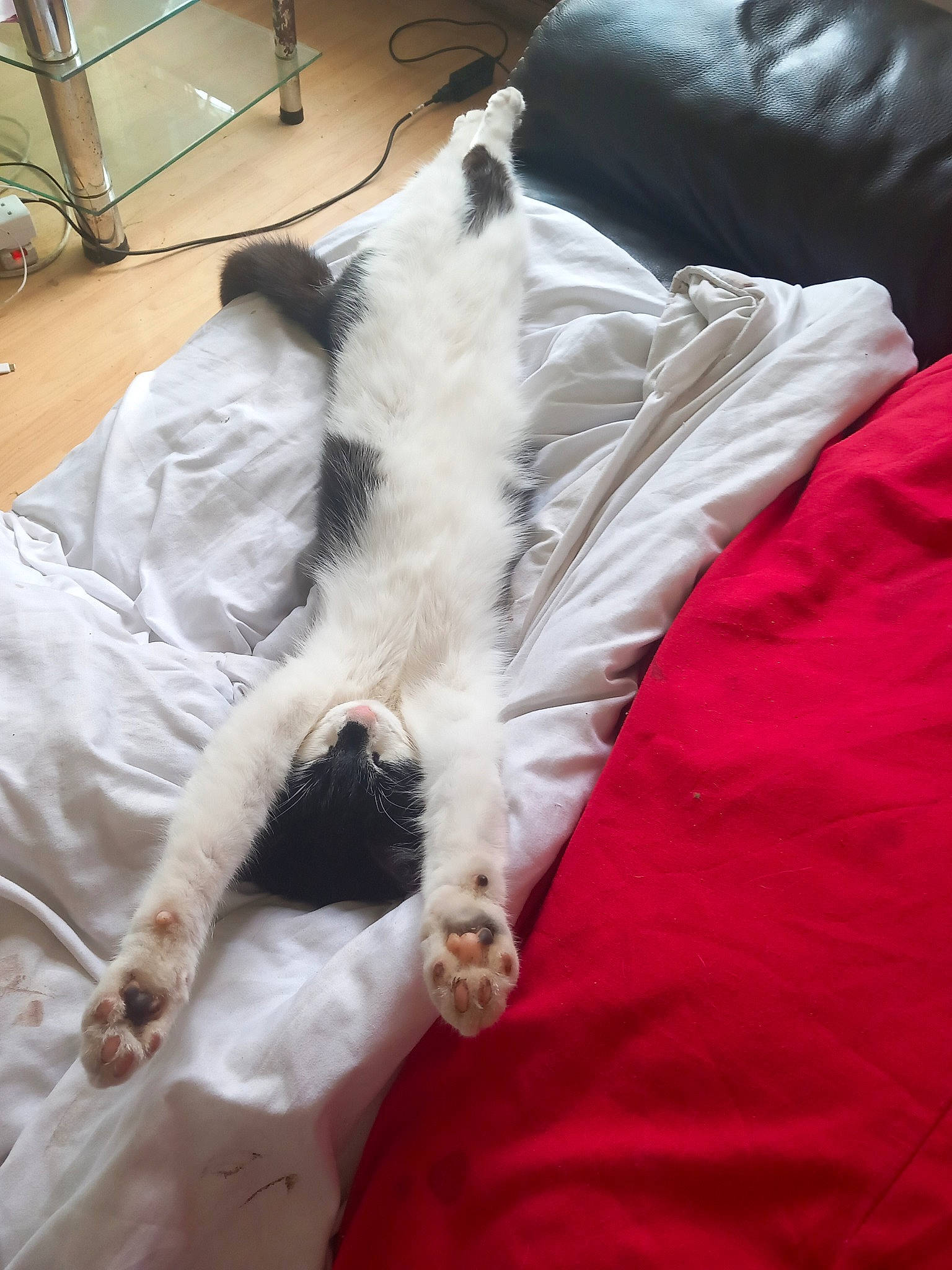 Sticky joined the competition — help win amazing prizes! carnivore, cat, comfort, companion_dog, dog_breed, domestic_short_haired_cat, duvet, fawn, felidae, foot, fur, human_leg, lap, linens, mammal, paw, small_to_medium_sized_cats, tail, textile, whiskers