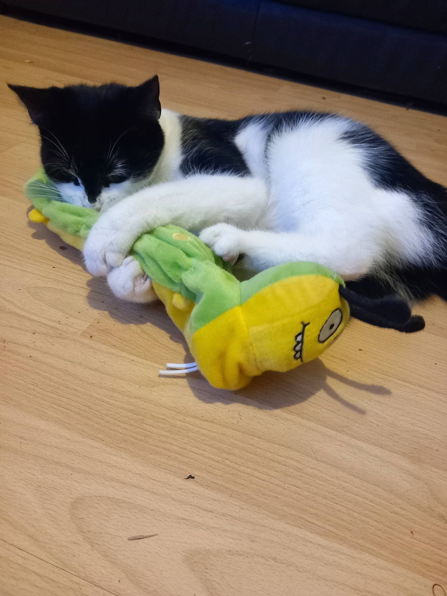 Sticky joined the competition — help win amazing prizes! carnivore, cat, claw, comfort, companion_dog, domestic_short_haired_cat, felidae, flooring, foot, fur, hardwood, lap, paw, small_to_medium_sized_cats, snout, tail, toy, vertebrate, whiskers, wood