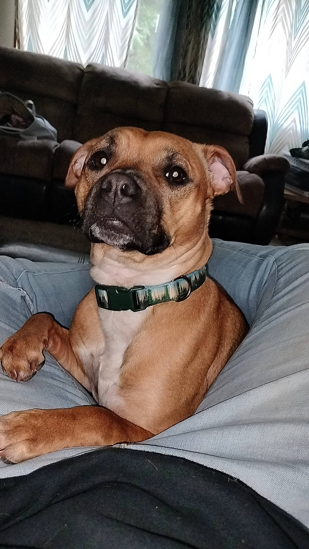 Venus joined the competition — help win amazing prizes! canidae, carnivore, chair, collar, comfort, companion_dog, couch, dog, dog_breed, dog_collar, dog_supply, fawn, guard_dog, pet_supply, snout, sporting_group, whiskers, working_animal, working_dog, wrinkle