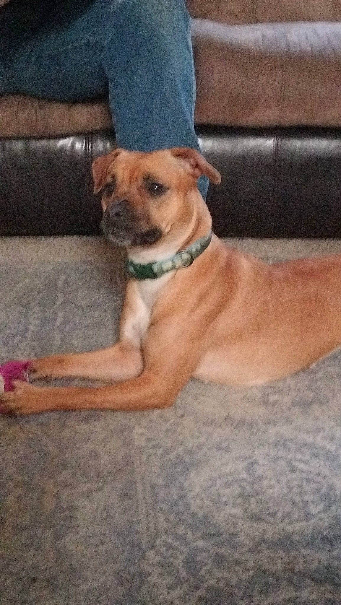 Venus is registered to the contest to win money with this photo: canidae, carnivore, collar, companion_dog, couch, dog, dog_breed, dog_collar, fawn, flooring, hat, human_leg, non_sporting_group, sofa_bed, sunglasses, wood, working_animal, working_dog, wrinkle