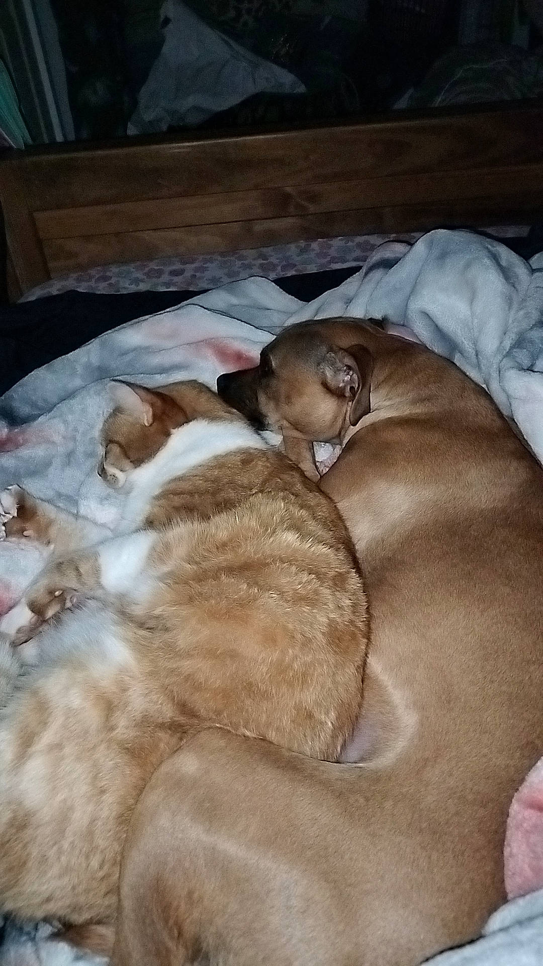 Venus joined the competition — help win amazing prizes! brown, canidae, carnivore, comfort, companion_dog, dog, dog_breed, fawn, felidae, flooring, fur, hardwood, linens, liver, small_to_medium_sized_cats, sporting_group, tail, whiskers, wood, working_animal