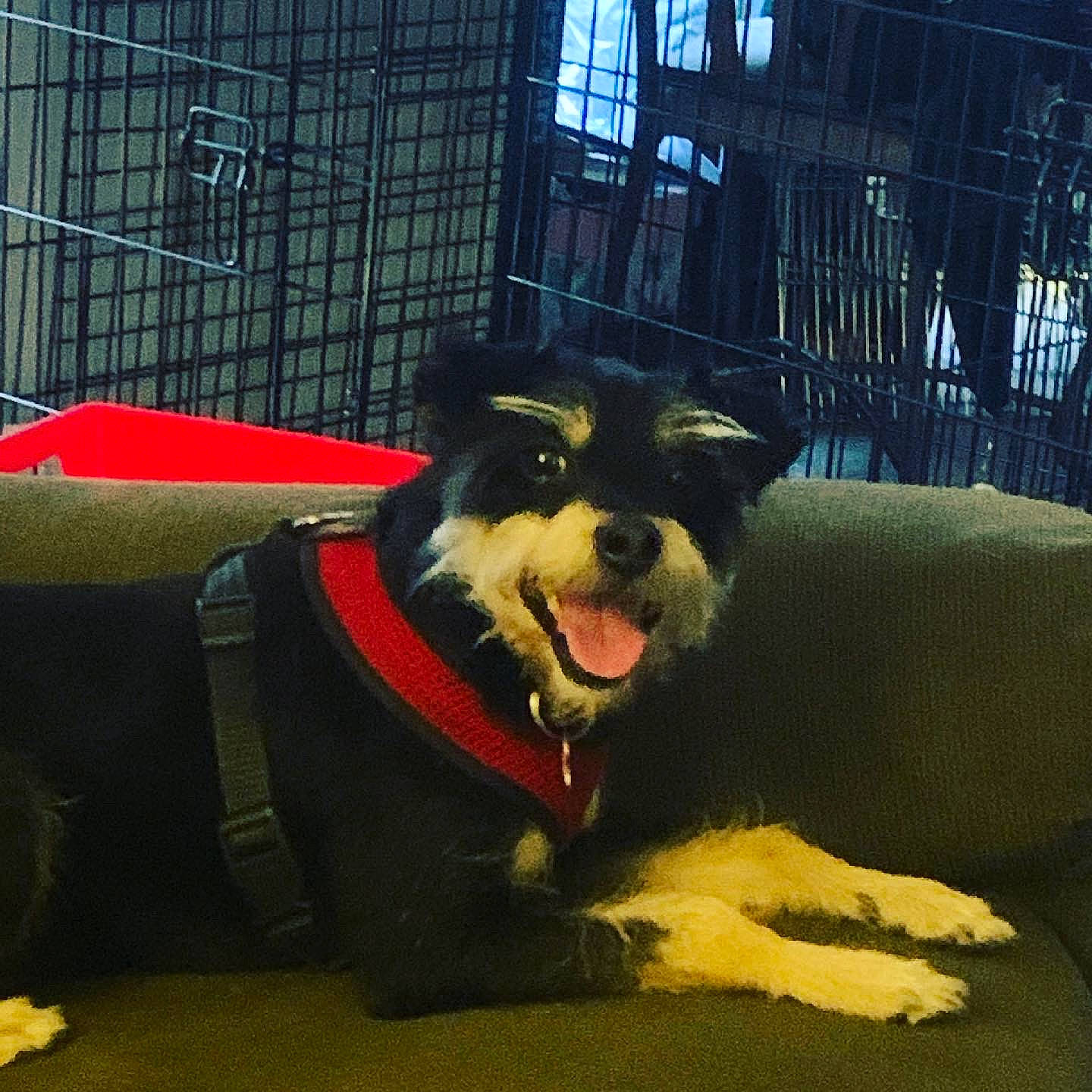 Jacob joined the competition — help win amazing prizes! canidae, carnivore, collar, companion_dog, dog, dog_breed, dog_clothes, dog_supply, fur, non_sporting_group, small_terrier, smile, snout, sporting_group, toy_dog, working_animal, working_dog