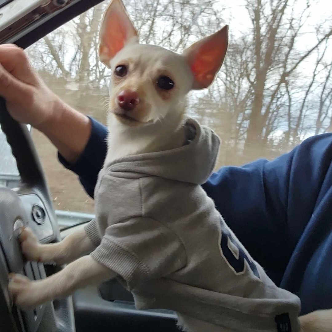 Tiny joined the competition — help win amazing prizes! accessories, animal, belt, canine, chihuahua, clothing, coat, dog, face, head, jacket, person, pet, photography, portrait, puppy, t_shirt, transportation, vehicle, whitedog