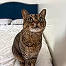 Alison joined the competition — help win amazing prizes! cat, tabby_cat, pet, animal, sitting, bed, bedroom, indoors, portrait, whiskers, ears, green_eyes, striped_fur, brown_fur, white_bedding, headboard, pillows, home, alert, cute