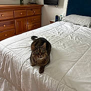 Alison is registered to the contest to win money with this photo: cat, tabby_cat, pet, animal, bed, bedroom, white_quilt, bedding, pillow, blue_headboard, dresser, wooden_furniture, mirror, lamp, television, indoors, home, cozy, lying_down, portrait