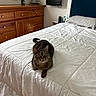 cat, tabby_cat, pet, animal, bed, bedroom, white_quilt, bedding, pillow, blue_headboard, dresser, wooden_furniture, mirror, lamp, television, indoors, home, cozy, lying_down, portrait