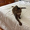 Alison joined the competition — help win amazing prizes! cat, tabby_cat, pet, animal, feline, green_eyes, whiskers, striped_fur, lying_down, stretching, bed, quilt, bedroom, dresser, wooden_furniture, home, indoor, portrait, white_bedding, relaxed