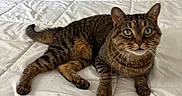 Alison joined the competition — help win amazing prizes! cat, tabby_cat, pet, animal, bed, bedroom, white_bedding, pillow, striped_fur, green_eyes, whiskers, ears, tail, lying_down, lounging, indoors, portrait, feline, home, relaxed