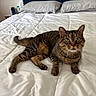 cat, tabby_cat, pet, animal, bed, bedroom, white_bedding, pillow, striped_fur, green_eyes, whiskers, ears, tail, lying_down, lounging, indoors, portrait, feline, home, relaxed