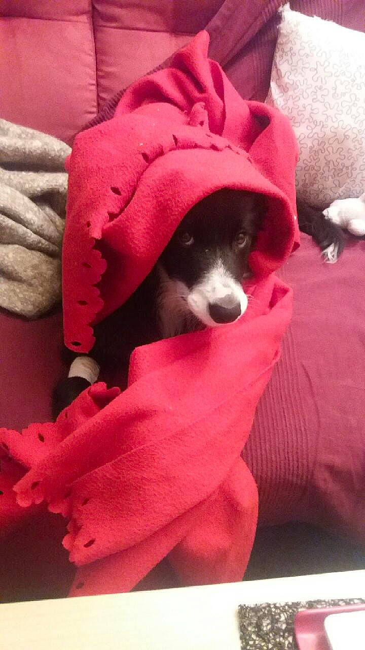 Mango a rejoint le concours — aidez-le/la à gagner de superbes lots ! boston_terrier, canidae, carnivore, companion_dog, dog, dog_breed, dog_clothes, magenta, non_sporting_group, pink, puppy, red