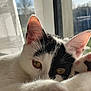 animal, black_and_white, cat, close_up, cozy, cute, daylight, domestic, ears, fur, indoor, paw, pet, relaxed, resting, serene, sleepy, sunlight, whiskers, window