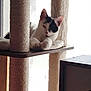 Yumi participe au concours pour gagner de l'argent avec cette photo : animal, black_and_white, cat, cat_tree, cozy, cute, ears, feline, fur, home, indoor, paws, pet, platform, quiet, relaxed, resting, scratching_post, whiskers, window_light