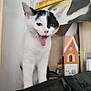 Yumi a rejoint le concours — aidez-le/la à gagner de superbes lots ! animal, black_and_white, cardboard_box, cat, clutter, cute, ears, feline, fur, indoor, kitten, pet, playful, shelf, small, standing, tongue, tongue_out, whiskers, young