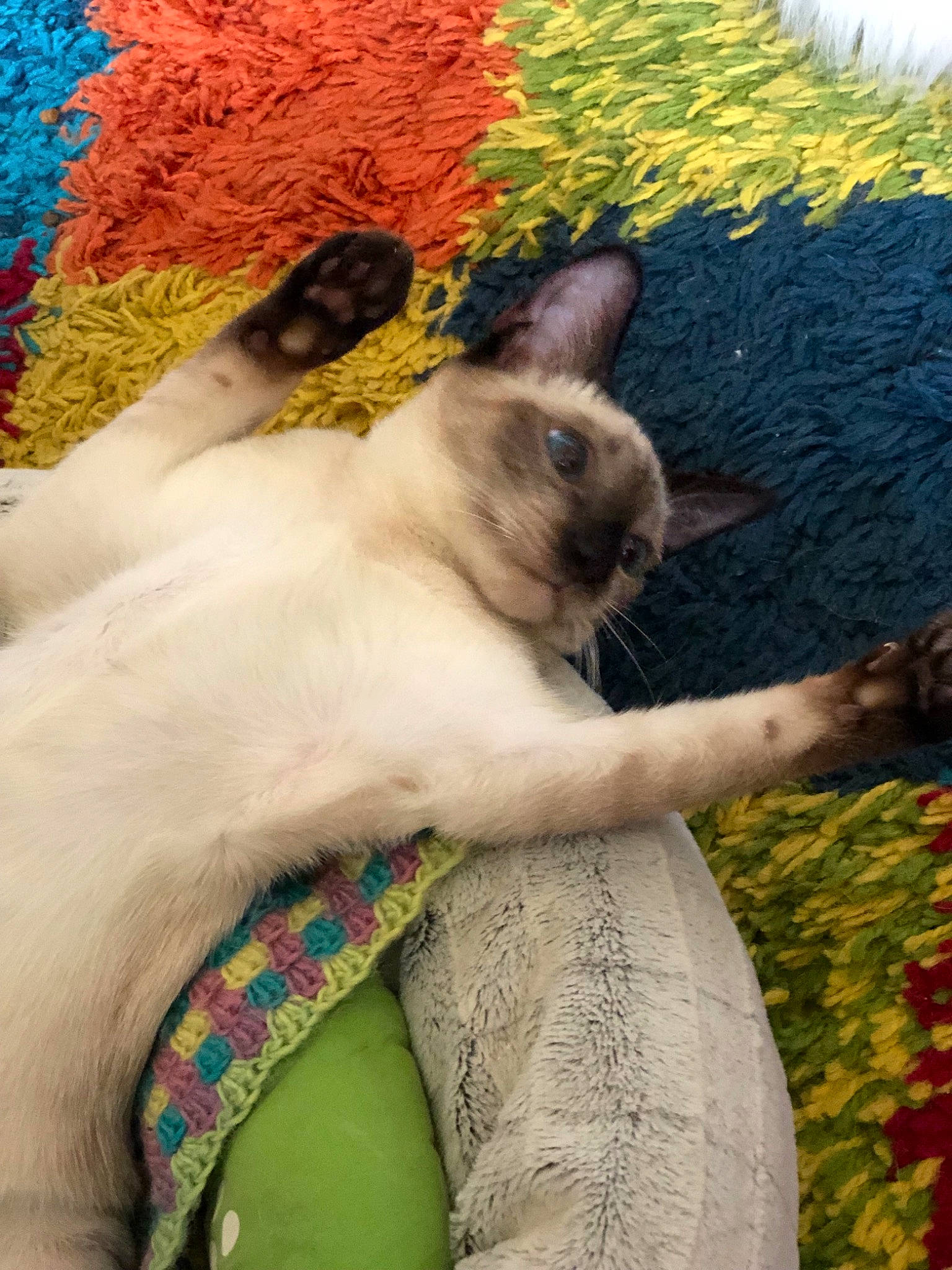 Ethel is registered to the contest to win money with this photo: carnivore, cat, cornish_rex, fawn, felidae, kitten, small_to_medium_sized_cats, thai, whiskers