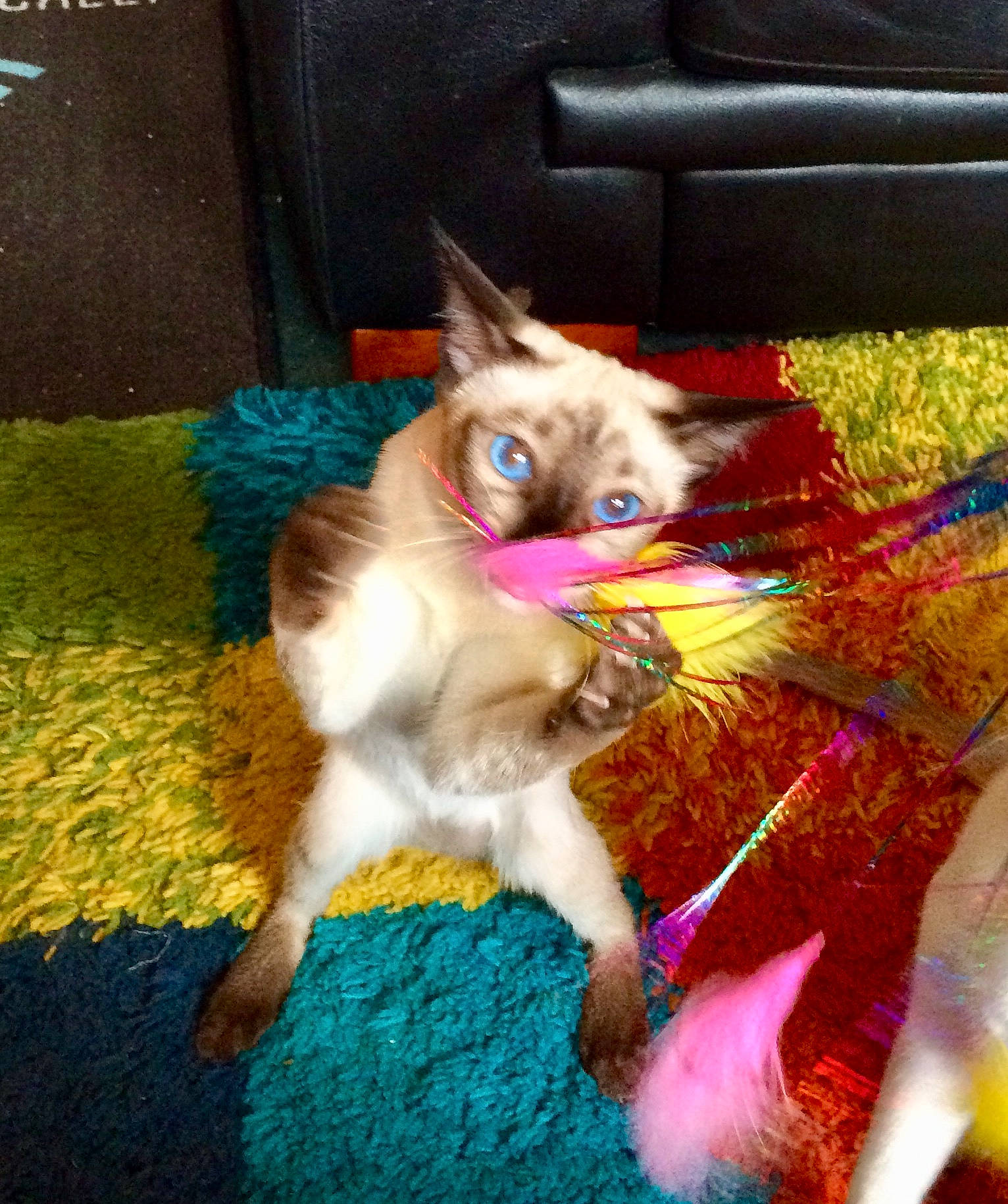 Ethel joined the competition — help win amazing prizes! asian, carnivore, cat, fawn, felidae, kitten, mammal, ragdoll, small_to_medium_sized_cats, tail, whiskers