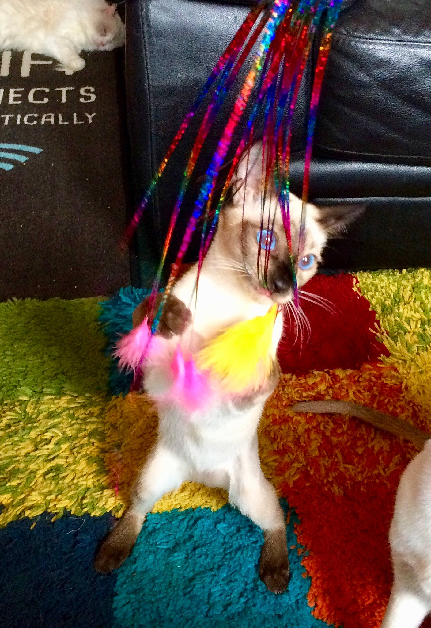 Ethel is registered to the contest to win money with this photo: fawn, fur, textile, wool