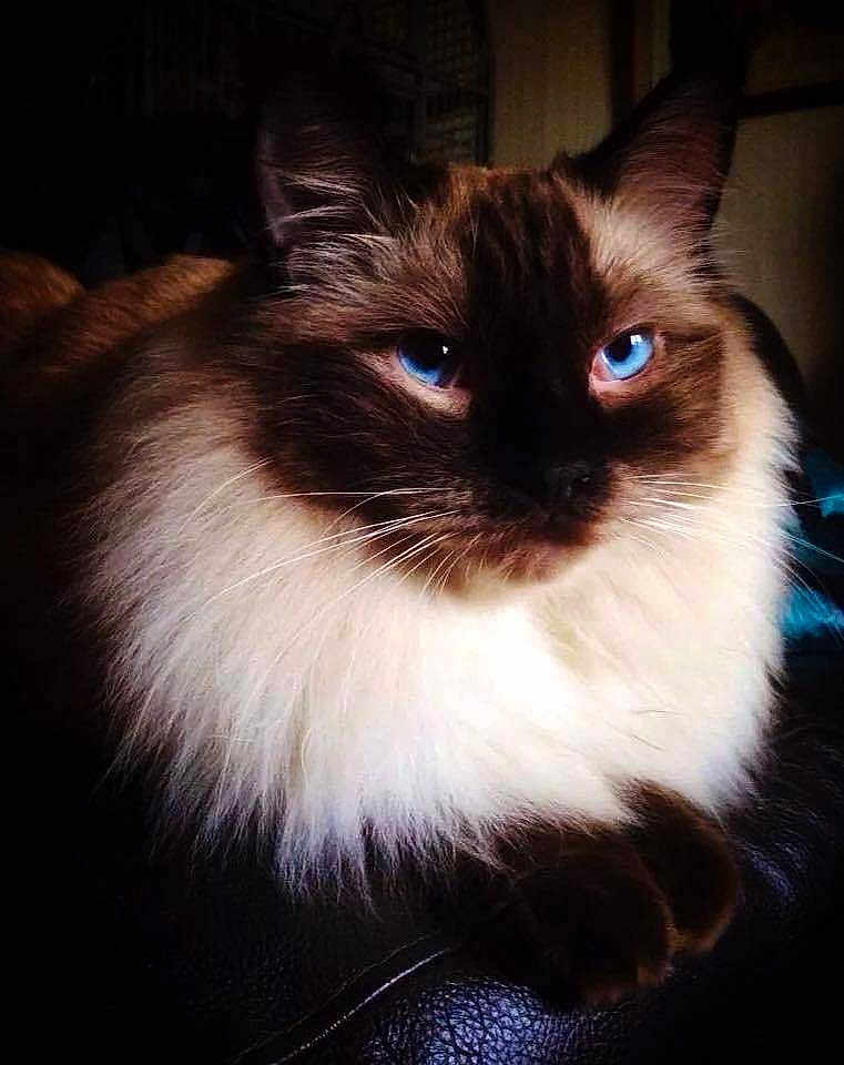 Jackson