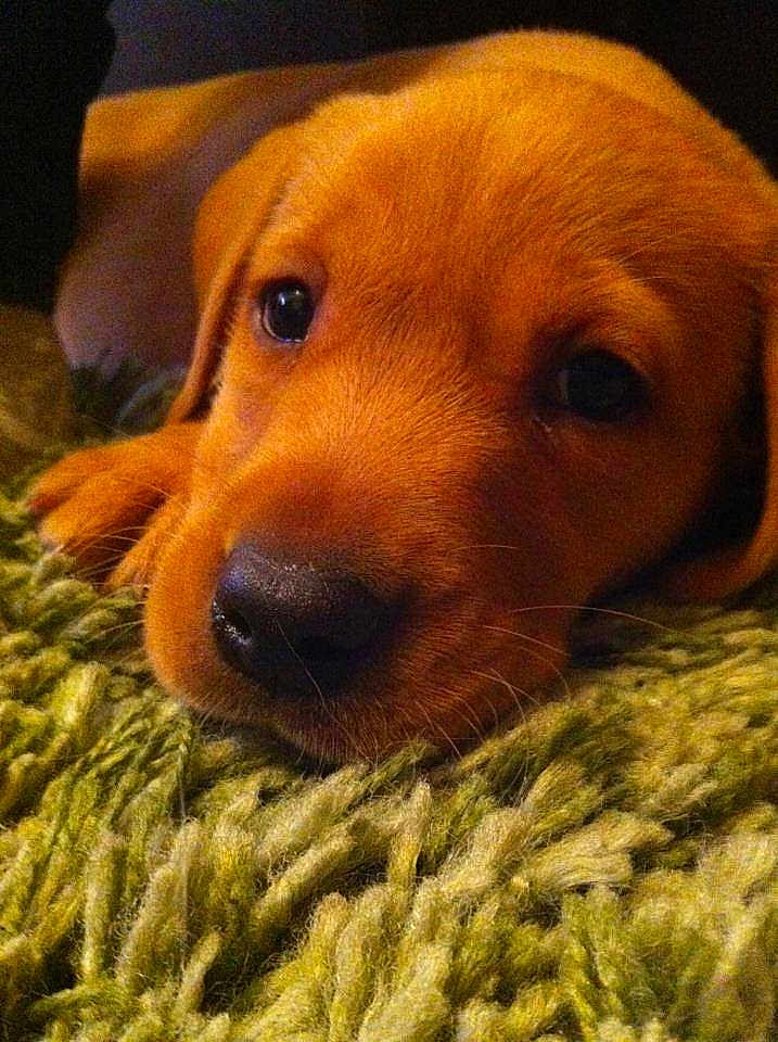 Wallace