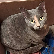 Stella is registered to the contest to win money with this photo: cat, gray_cat, box, cardboard, curled_up, yellow_eyes, pet, feline, fur, indoor, animal, looking_up, cozy, resting, cute, whiskers, ears, tail, domestic_cat, mammal