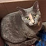 animal, box, cardboard, cat, cozy, curled_up, cute, domestic_cat, ears, feline, fur, gray_cat, indoor, looking_up, mammal, pet, resting, tail, whiskers, yellow_eyes