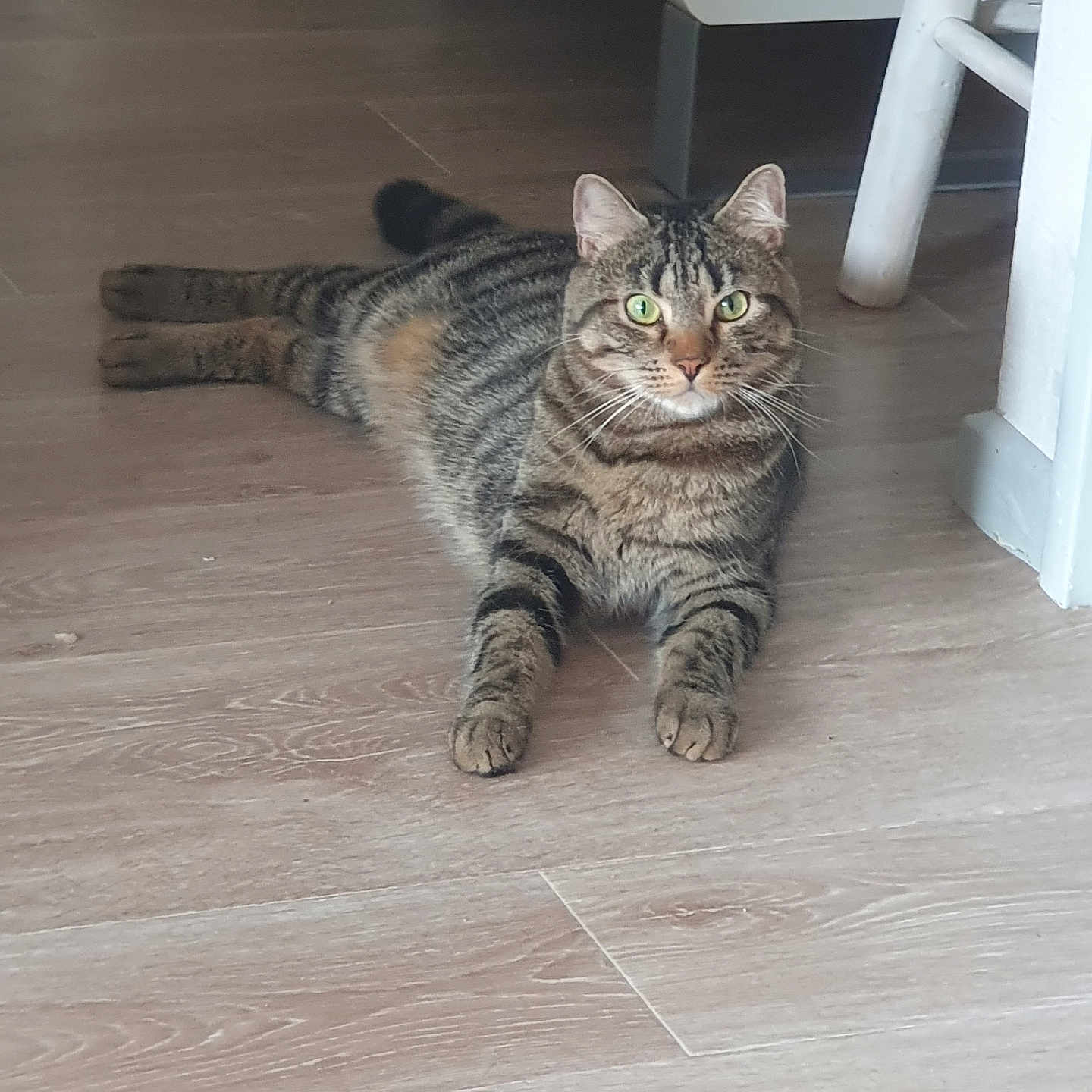 Dolche participe au concours pour gagner de l'argent avec cette photo : animal, cabinet, calm, cat, chair, domestic_cat, flooring, furniture, green_eyes, indoor, mammal, paws, pet, quiet, relaxed, resting, striped, tabby, whiskers, wooden_floor
