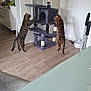 Dolche participe au concours pour gagner de l'argent avec cette photo : cat, cats, cat_tree, indoor, wooden_floor, furniture, curious, standing, pet, animal, domestic, home, modern, decor, plant, scratching_post, two_animals, tabby_cat, bengal_cat, light