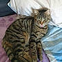 Dolche a rejoint le concours — aidez-le/la à gagner de superbes lots ! cat, tabby, blep, pet, animal, feline, striped, fur, whiskers, pillow, blanket, indoor, resting, cute, sleepy, cozy, four_legs, tail, ears, paw