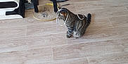 Dolche a rejoint le concours — aidez-le/la à gagner de superbes lots ! cat, tabby, string, floor, wooden_floor, indoor, pet_toys, cat_scratchers, furniture, home, playful, pet, animal, curious, striped, domestic_cat, resting, flooring, living_room, cozy