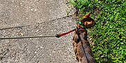 Savannah a rejoint le concours — aidez-le/la à gagner de superbes lots ! cat, leash, collar, harness, outdoor, side_view, walking, concrete_path, grass, greenery, yellow_flowers, sunlight, pet, animal, spotted_fur, nature, daytime, shadow, exploration, domestic_cat