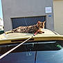 Savannah a rejoint le concours — aidez-le/la à gagner de superbes lots ! cat, animal, pet, leash, car, roof, outdoor, sunlight, building, garage, window, reflection, feline, spotted, resting, daytime, collar, domestic, mammal, side_view