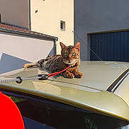 Savannah participe au concours pour gagner de l'argent avec cette photo : cat, bengal_cat, leash, car_roof, outdoor, sunlight, building, window, animal, pet, feline, green_eyes, relaxed, spot_pattern, domestic_cat, daylight, urban, resting, fur, sidewalk