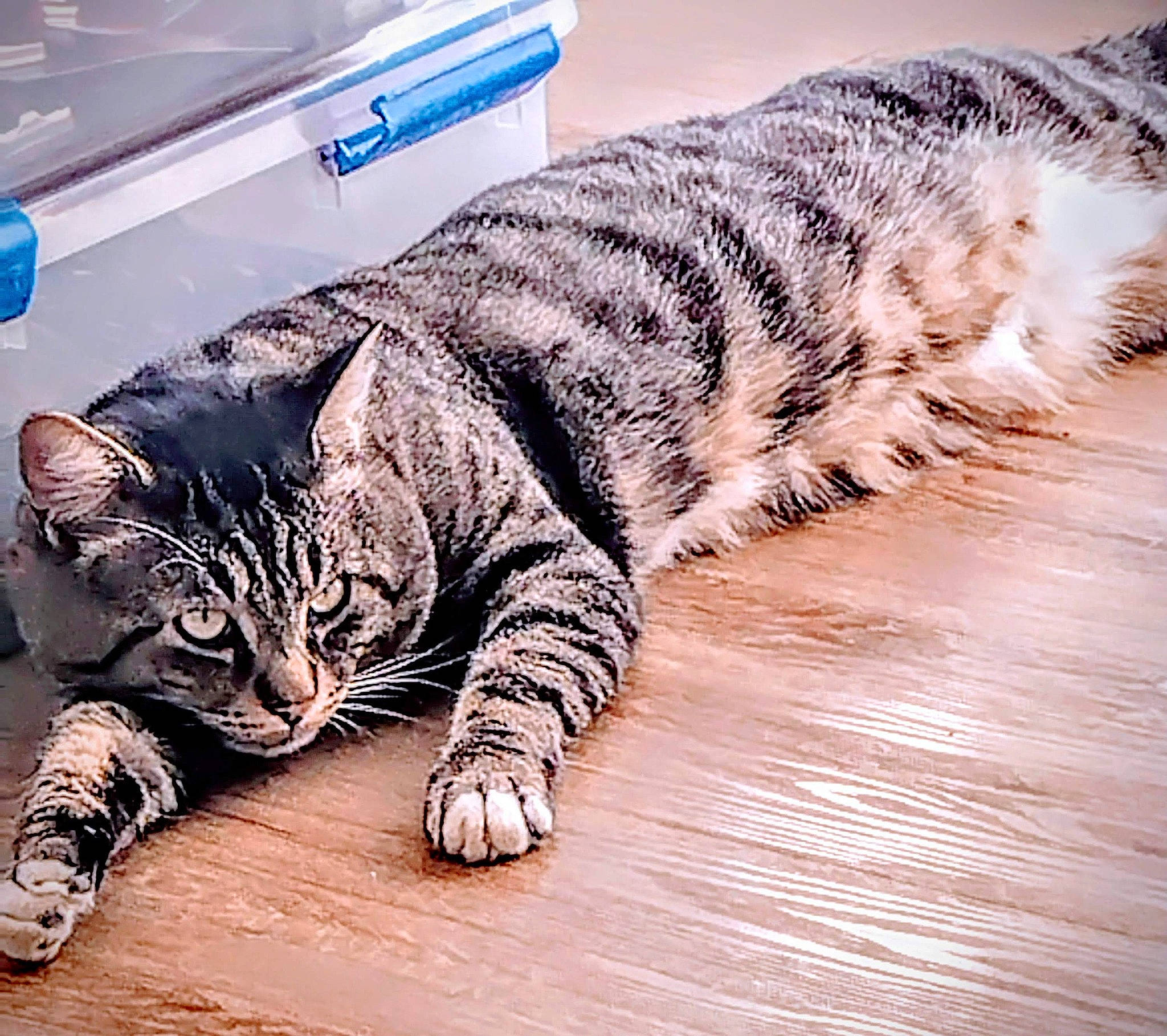 Spazz joined the competition — help win amazing prizes! carnivore, cat, claw, comfort, domestic_short_haired_cat, drinking_water, felidae, flooring, foot, fur, paw, small_to_medium_sized_cats, snout, tail, terrestrial_animal, whiskers