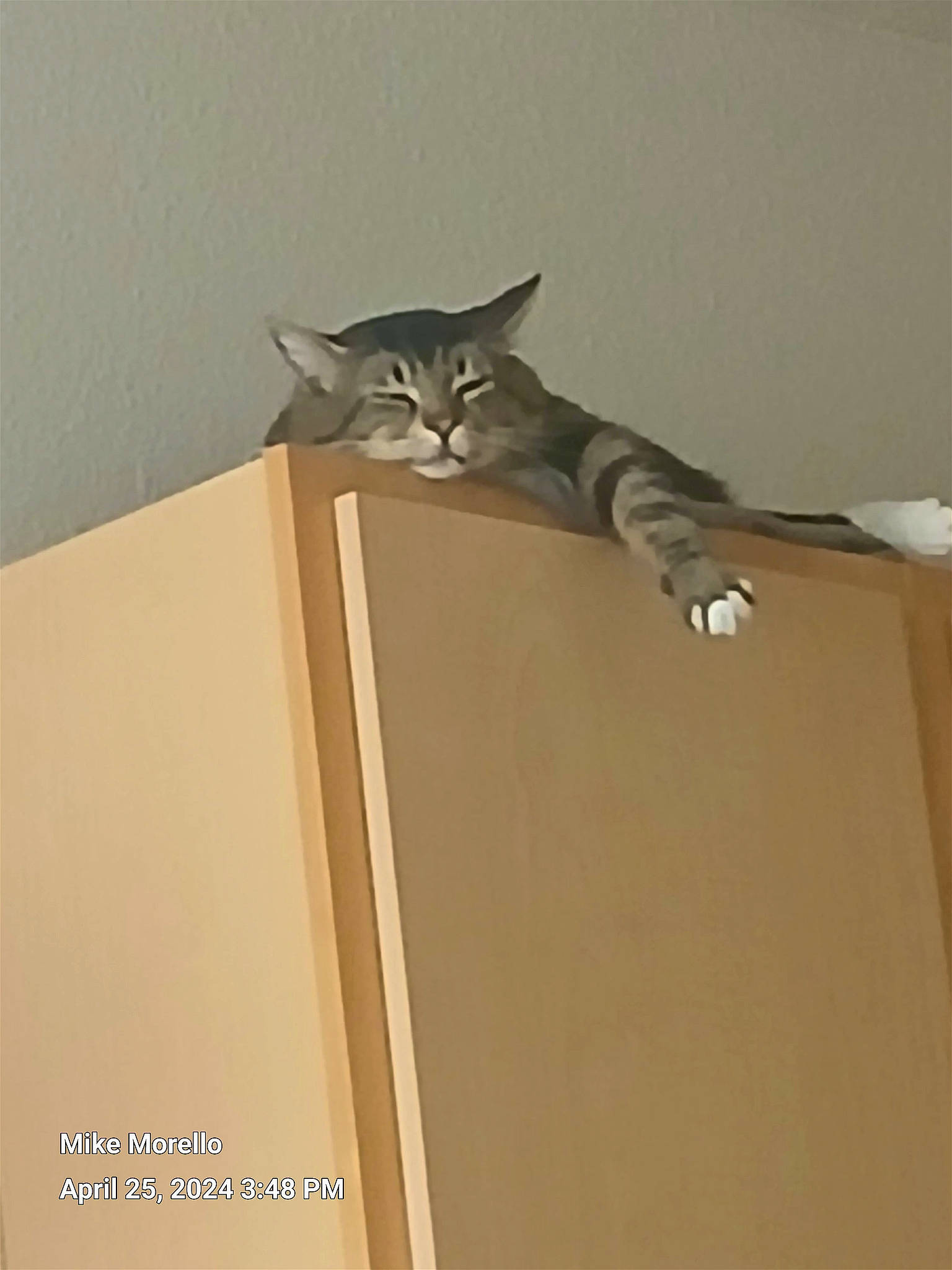 Spazz joined the competition — help win amazing prizes! carnivore, cat, ceiling, domestic_short_haired_cat, felidae, flooring, fur, hardwood, plaster, plywood, room, small_to_medium_sized_cats, tail, whiskers, wood, wood_stain