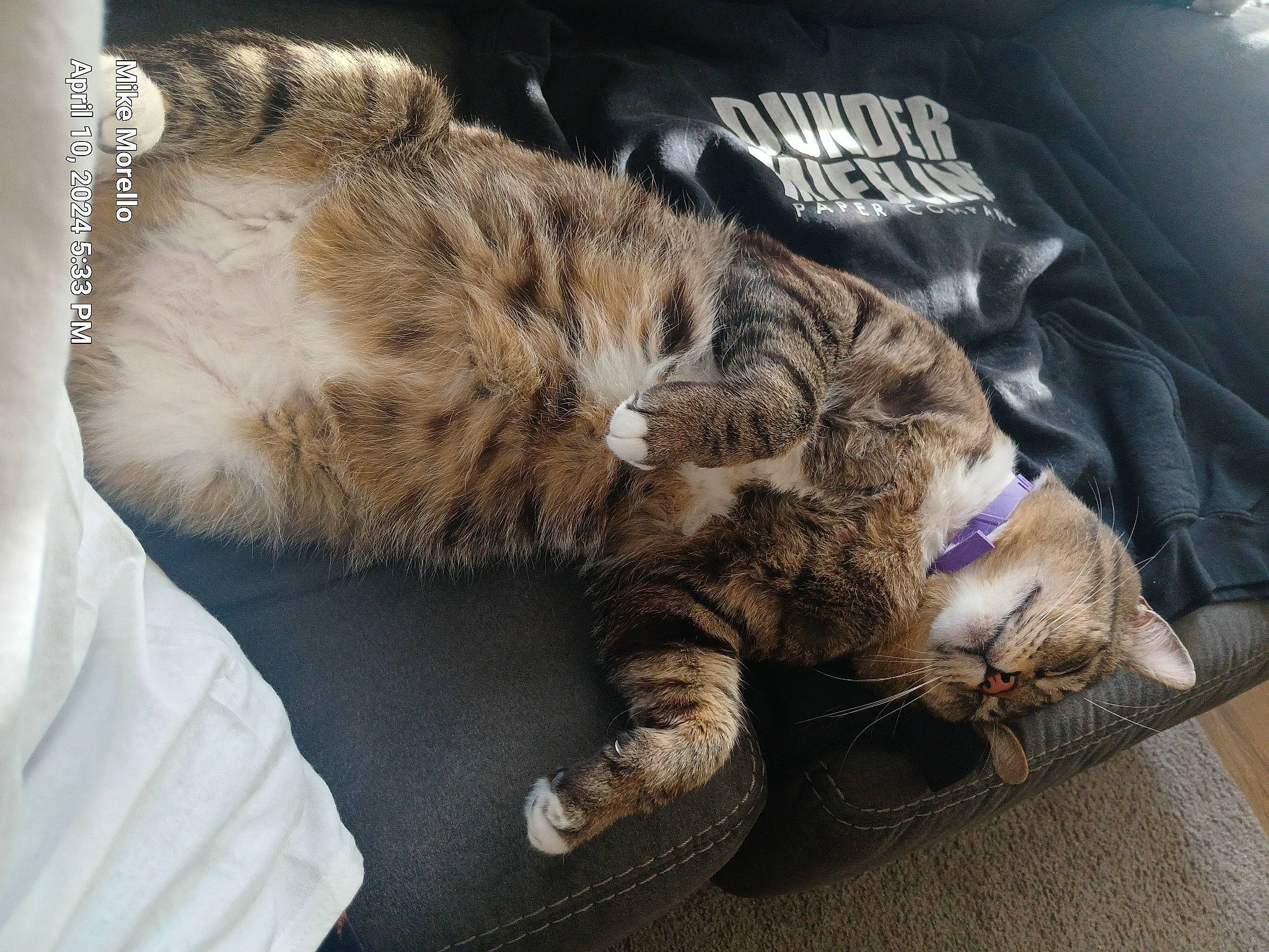 Spazz joined the competition — help win amazing prizes! carnivore, cat, claw, comfort, domestic_short_haired_cat, felidae, fur, nap, paw, sleep, small_to_medium_sized_cats, snout, tail, terrestrial_animal, whiskers