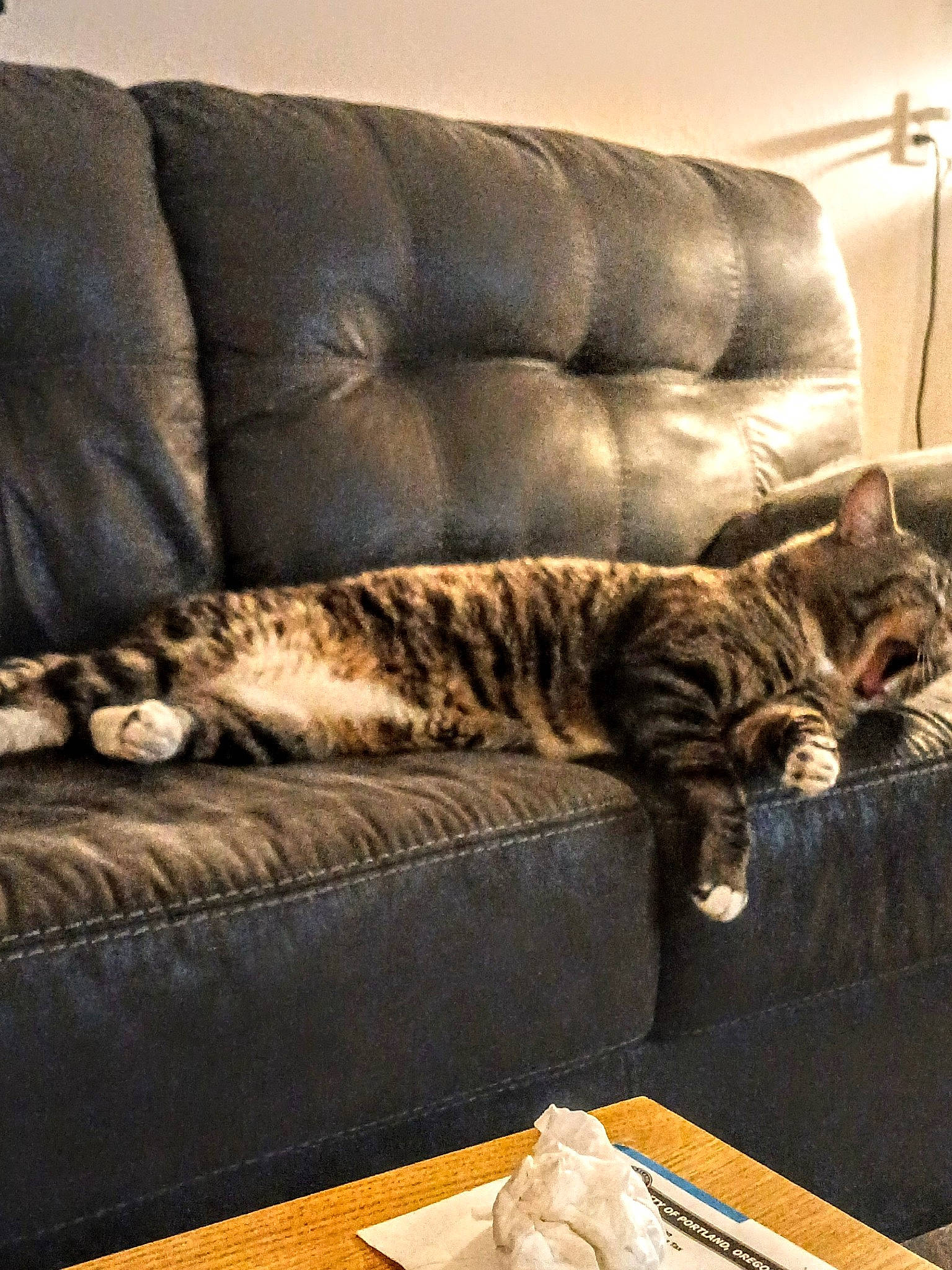 Spazz joined the competition — help win amazing prizes! brown, carnivore, cat, comfort, couch, domestic_short_haired_cat, felidae, flooring, fur, hardwood, linens, living_room, mammal, pattern, room, small_to_medium_sized_cats, studio_couch, tail, whiskers, wood