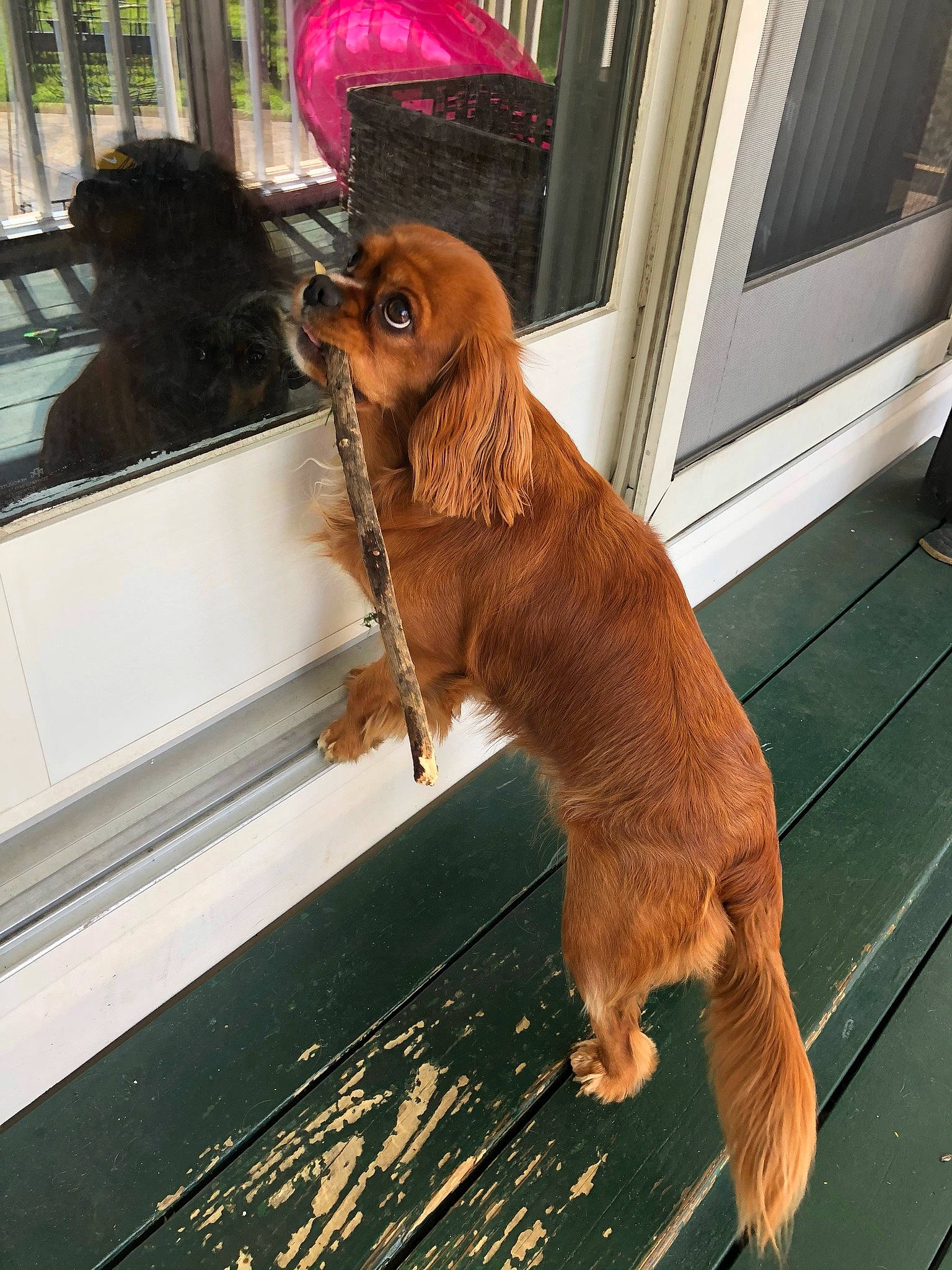 Ruby is registered to the contest to win money with this photo: automotive_exterior, canidae, carnivore, companion_dog, dog, dog_breed, fawn, flooring, fur, hat, leash, liver, snout, sporting_group, tail, tints_and_shades, toy, vehicle_door, windshield, wood