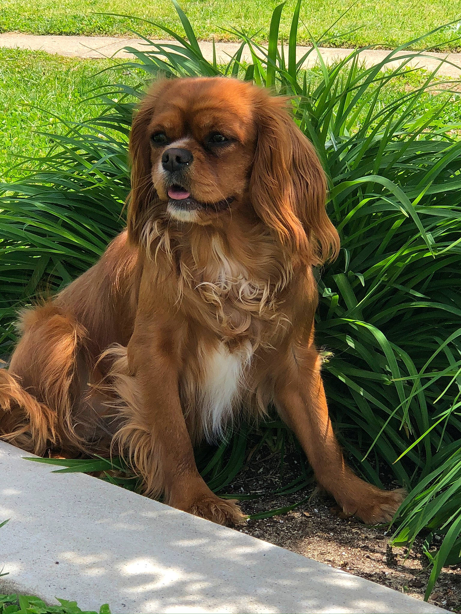 Ruby is registered to the contest to win money with this photo: canidae, carnivore, companion_dog, dog, dog_breed, fawn, fur, grass, gun_dog, king_charles_spaniel, liver, plant, snout, sporting_group, tail, terrestrial_animal, terrestrial_plant, wildlife, working_animal, working_dog
