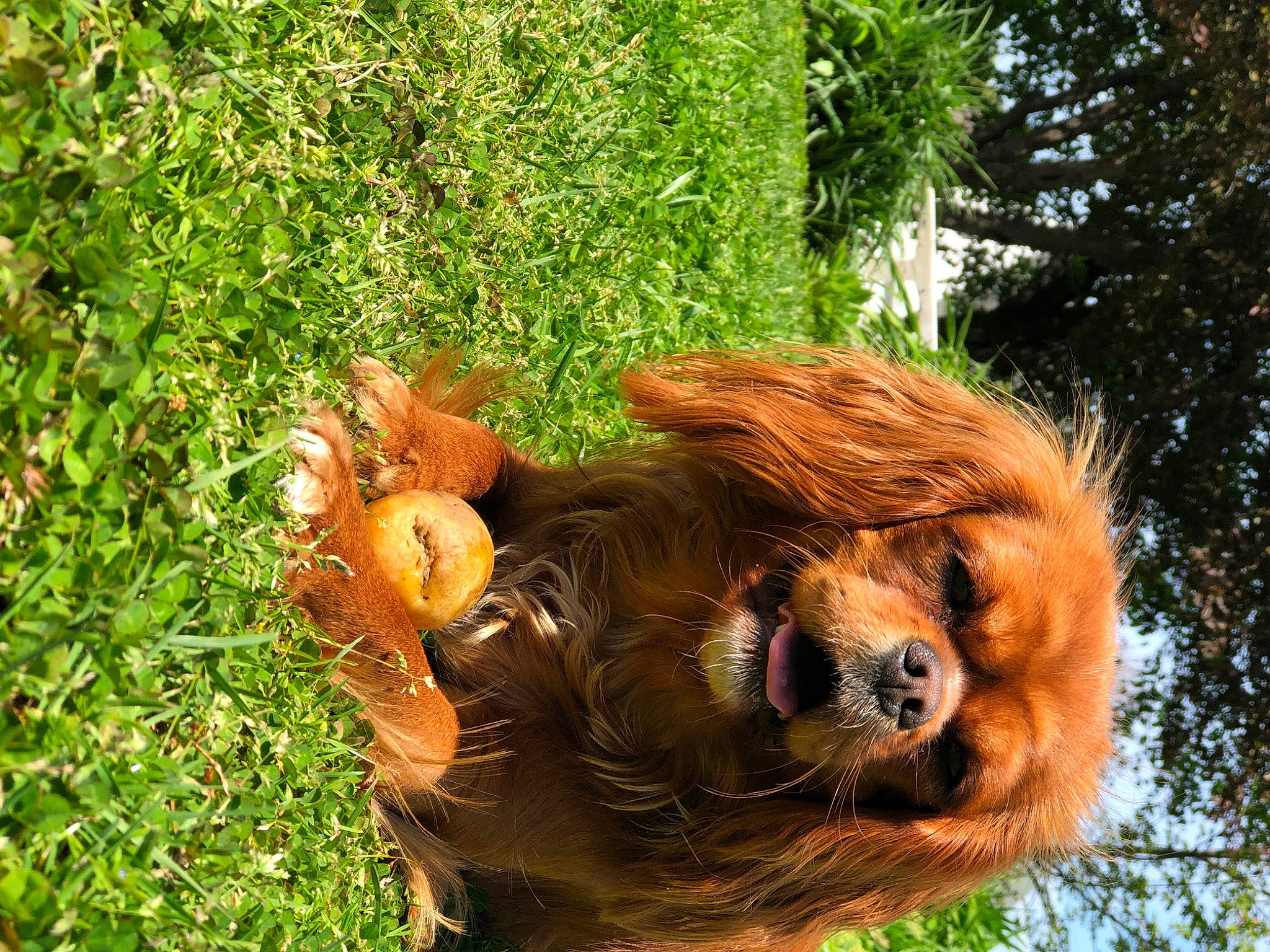 Ruby joined the competition — help win amazing prizes! canidae, carnivore, companion_dog, dog_breed, eye, fawn, fur, grass, liver, livestock, natural_landscape, orangutan, plant, snout, sporting_group, terrestrial_animal, tree, trunk, wood, working_animal