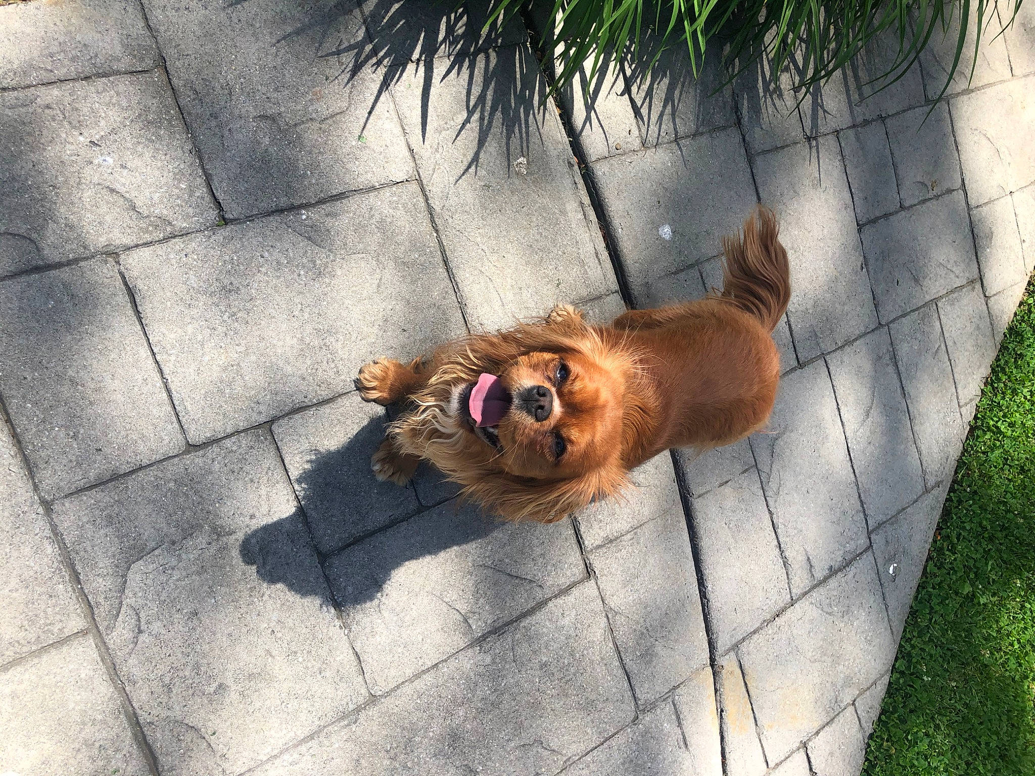 Ruby joined the competition — help win amazing prizes! asphalt, carnivore, companion_dog, dog, dog_breed, fawn, felidae, flooring, grass, leash, plant, road_surface, sidewalk, small_to_medium_sized_cats, snout, spitz, sporting_group, tail, whiskers, wood