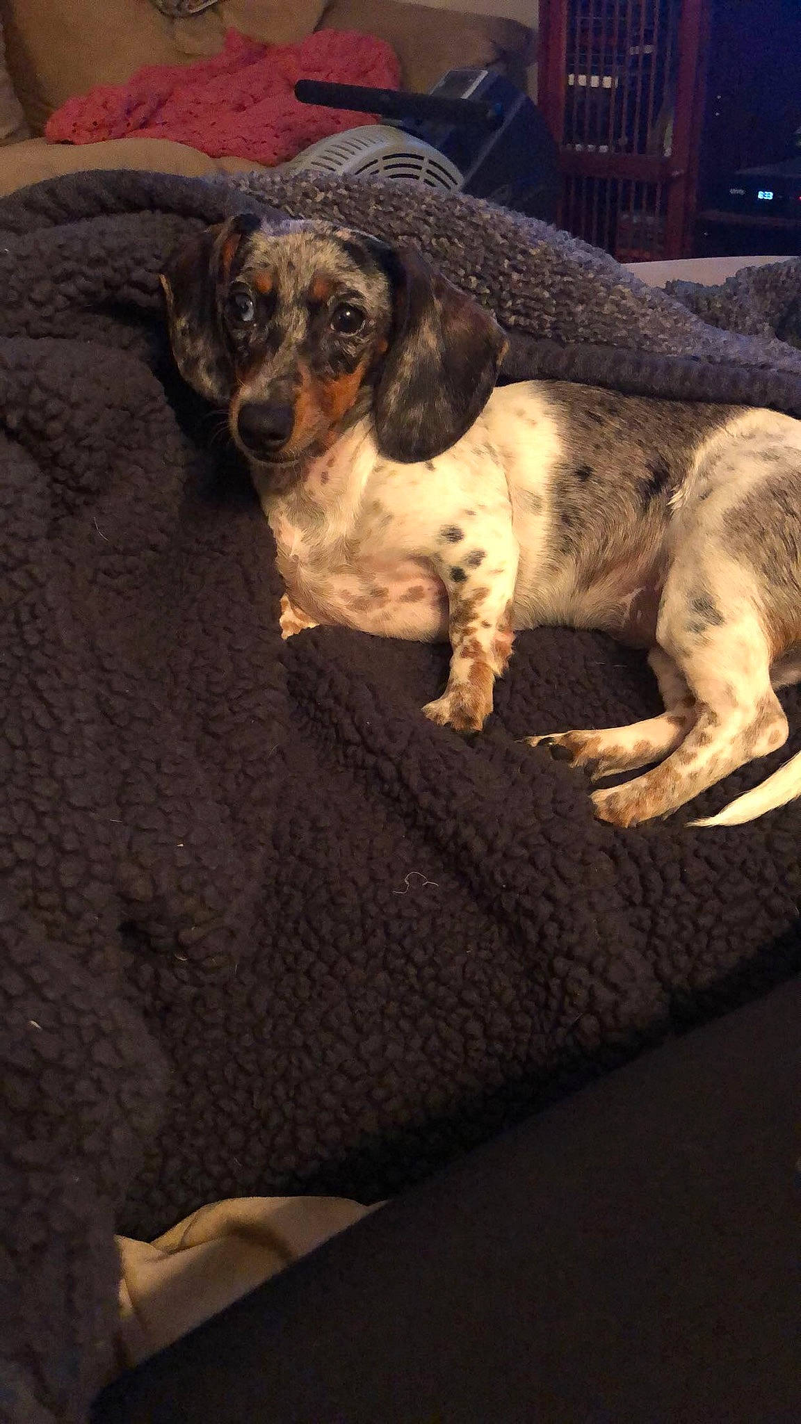 Daisy is registered to the contest to win money with this photo: art, brown, canidae, carnivore, comfort, companion_dog, darkness, dog, dog_breed, fawn, hound, hunting_dog, liver, snout, sporting_group, terrestrial_animal, visual_arts, whiskers, wood, working_animal