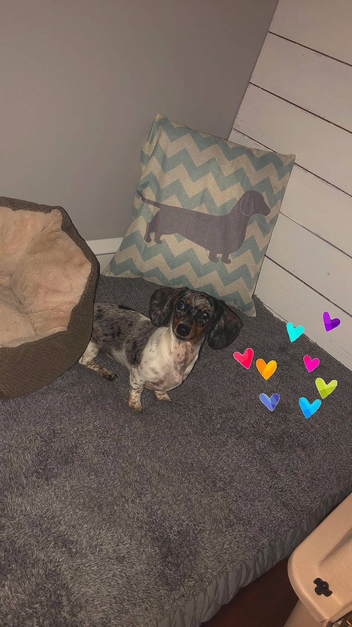 Daisy is registered to the contest to win money with this photo: bed, bed_sheet, bedding, bedroom, carnivore, comfort, companion_dog, dog, dog_breed, felidae, floor, flooring, grey, hardwood, linens, pattern, room, textile, tints_and_shades, wood