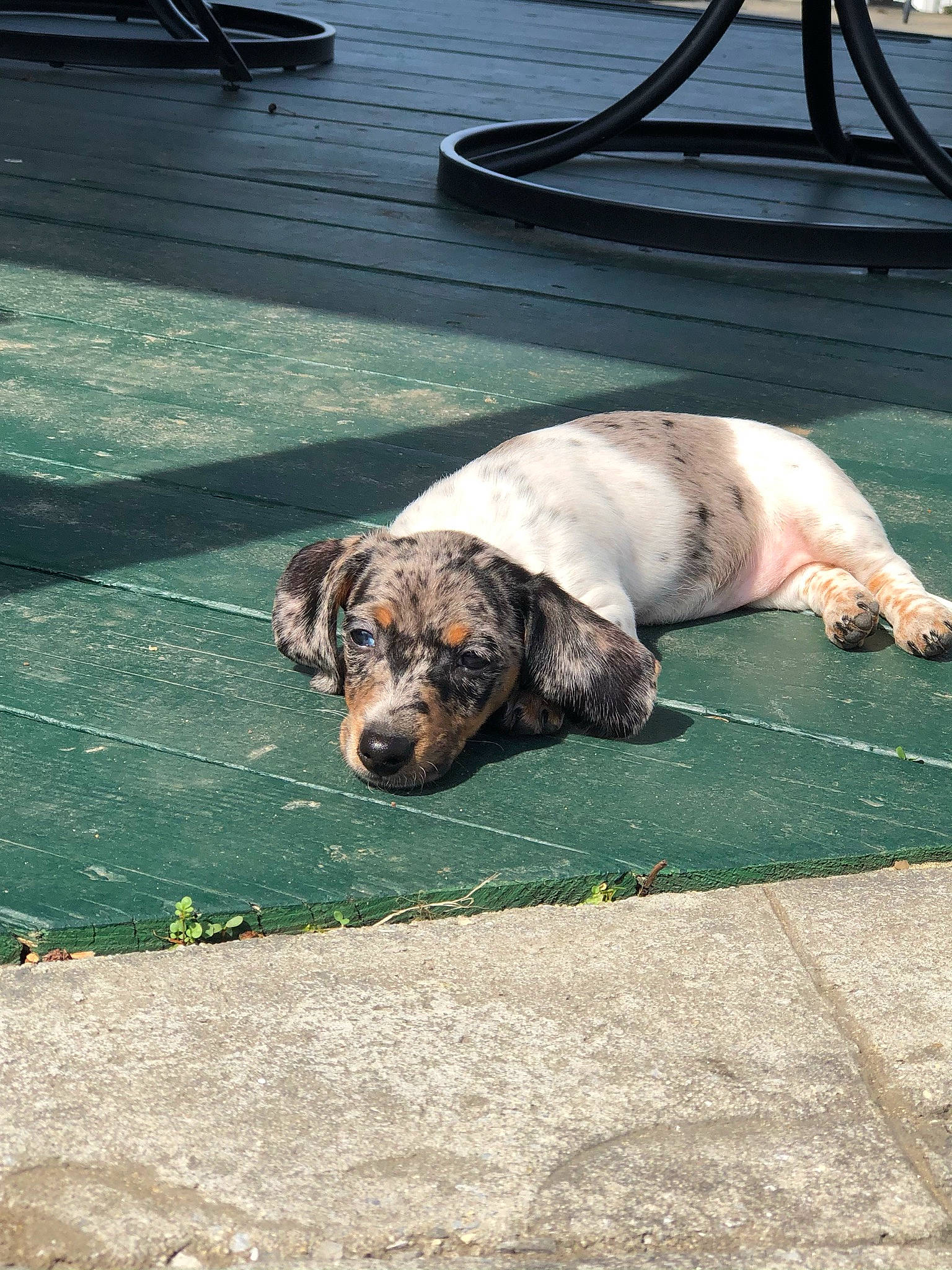 Daisy joined the competition — help win amazing prizes! canidae, carnivore, companion_dog, concrete, dog, dog_breed, fawn, flooring, grass, liver, non_sporting_group, road_surface, sidewalk, snout, street_dog, terrestrial_animal, treeing_tennessee_brindle, water, working_animal, working_dog