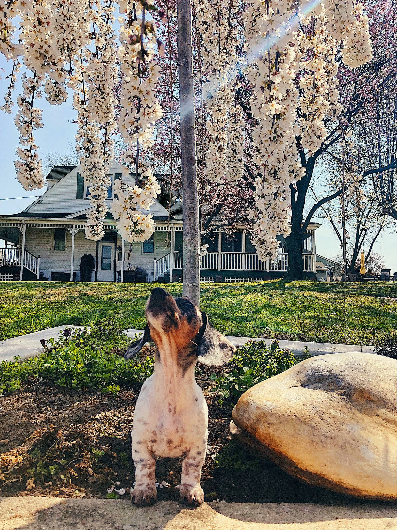 Daisy is registered to the contest to win money with this photo: botany, building, carnivore, companion_dog, dog, dog_breed, fawn, flower, grass, leg, leisure, mammal, morning, nature, plant, sky, snout, tree, twig, vertebrate