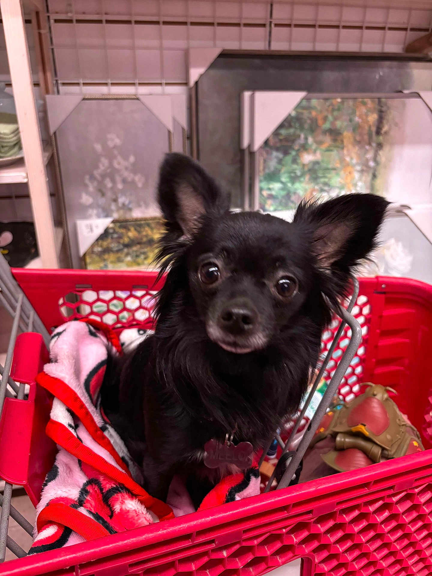 Meelo Nemo is registered to the contest to win money with this photo: dog, black_dog, shopping_cart, blanket, red_cart, pet, indoor, animal, fur, ears, eyes, toy, store, retail, cute, small_dog, portrait, pet_tag, shopping, cozy