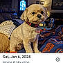 dog, pet, small_dog, collar, dog_tag, blanket, couch, living_room, indoor, cozy, sofa, lamp, door, picture_frame, coffee_table, thumbnails, google_photos_ui, screenshot, date_text, portrait