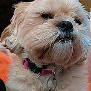 Daisy is registered to the contest to win money with this photo: dog, pet, close_up, fur, nose, collar, tag, whiskers, small_dog, fluffy, muzzle, portrait, indoor, cozy, sleepy, companion, beige_fur, white_fur, facial_hair, domestic_animal