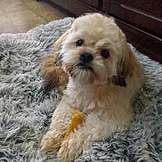 Daisy joined the competition — help win amazing prizes! dog, puppy, small_dog, fluffy, blanket, treat, chew, paw, fur, eyes, nose, indoor, cozy, bed, carpet, wooden_drawer, tiles, portrait, cute, pet