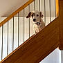 dog, staircase, wood, railing, indoor, pet, curious, ears, white, brown, wall, house, collar, looking, animal, fur, portrait, home, light, stairs