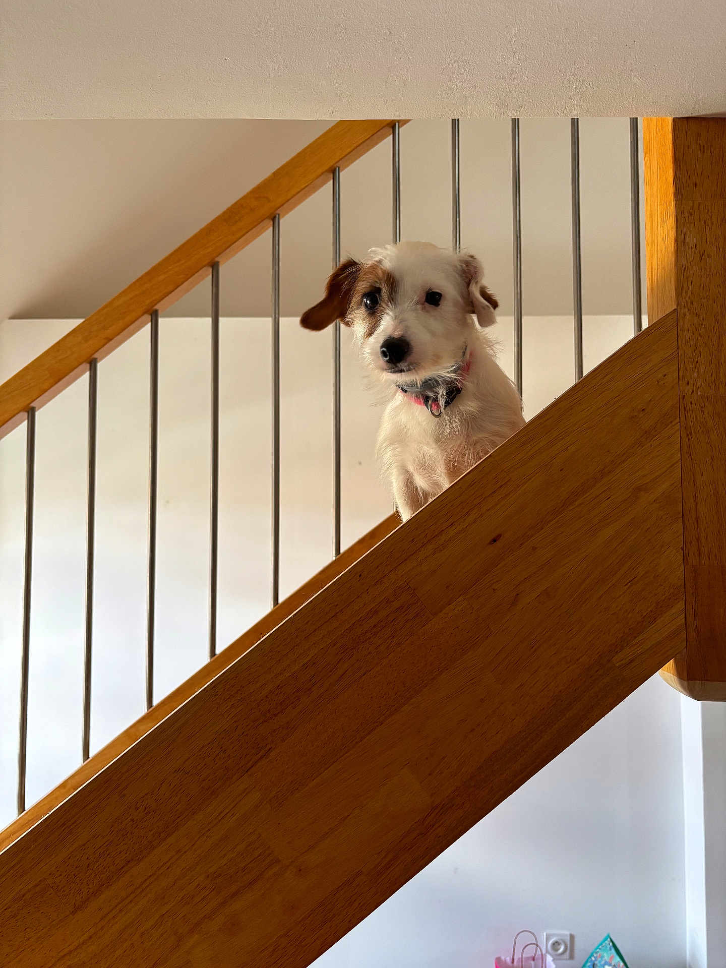 Shishi a rejoint le concours — aidez-le/la à gagner de superbes lots ! dog, staircase, wood, railing, indoor, pet, curious, ears, white, brown, wall, house, collar, looking, animal, fur, portrait, home, light, stairs